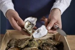 Opinel Oyster Knife No 09 -Kitchen Knife Shop OP001616 07 opinel oestermes op001616 08